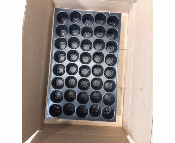 Seedling Tray Round 40 Cells (Disposal)