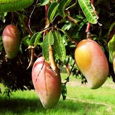Mango Totapuri- Aam Totapuri