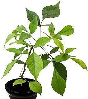Bilva Patra