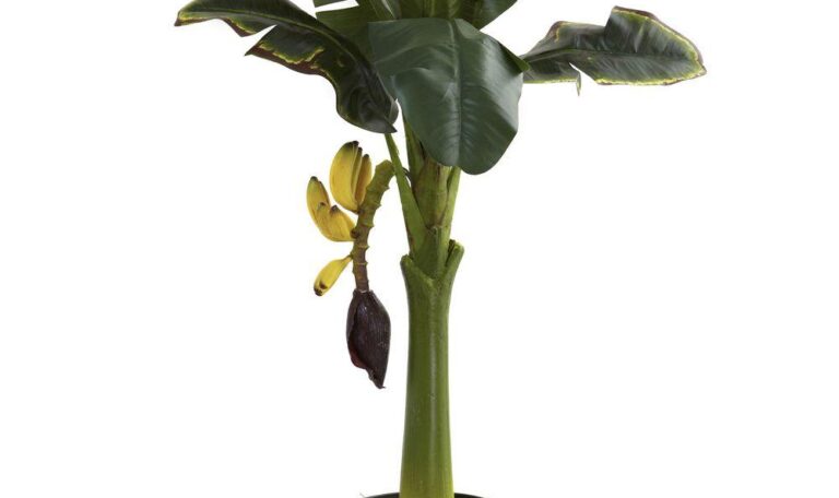 Banana Fruit Plant
