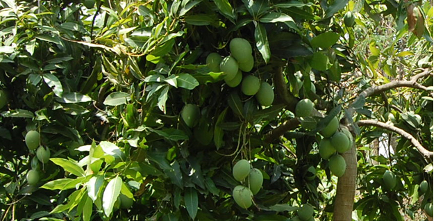 Banginapalli Mamidi Big