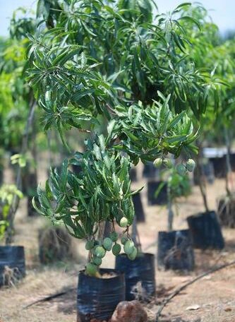 Banginapalli Mamidi Small