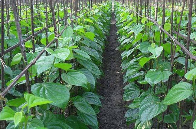 Tamalapaku / Betel Plant