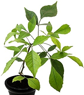 Bilva Patra Tree