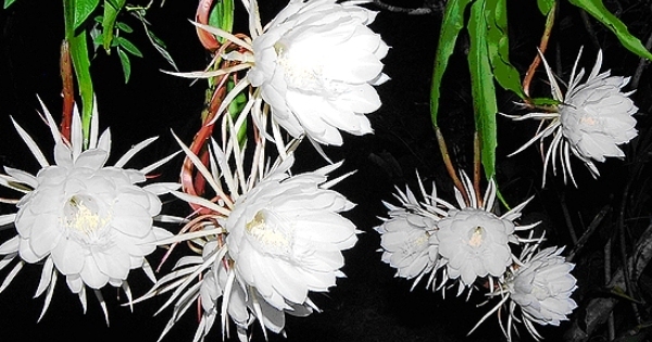 Brahma Kamalam / Saussurea obvallata