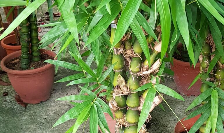 Budha Bamboo