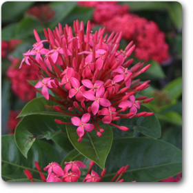 Ixora Long- Singapuri Ixora (Pink)