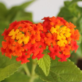 Lantana (Red- Haldi Kumkum) - Ground Cover