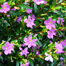 Cuphea Hyssopifolia ( Lavender)