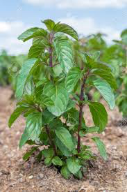 Mentha Arvensis- Japanese Mint  - Medicinal Plant