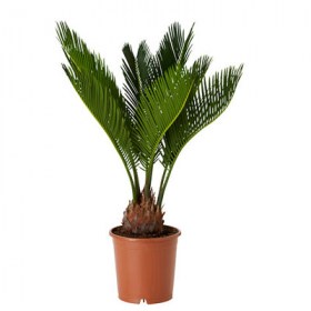 Cycas Revoluta, Sago Palm