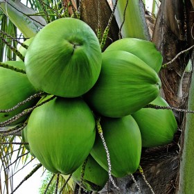 Nariyal- Coconut