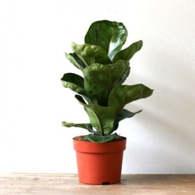 Ficus Lyrata Bambino- Dwarf Fiddle Leaf F