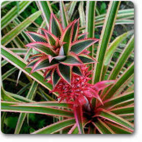 Ananas bracteatus striatus
