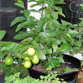 Nimboo- Lemon� - Medicinal Plant