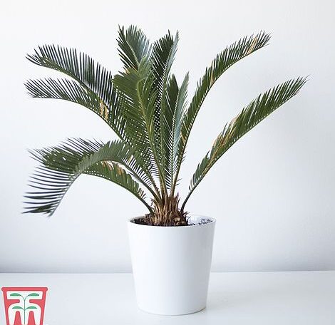 Cycas