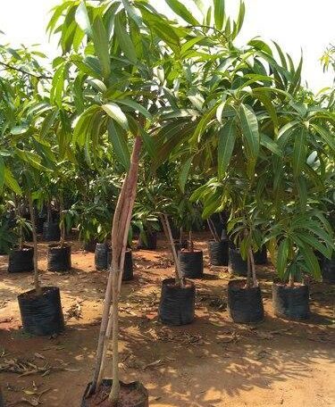 Chinna Rasalu Mango Tree