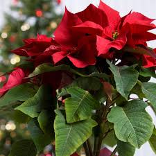 Christmas Plant