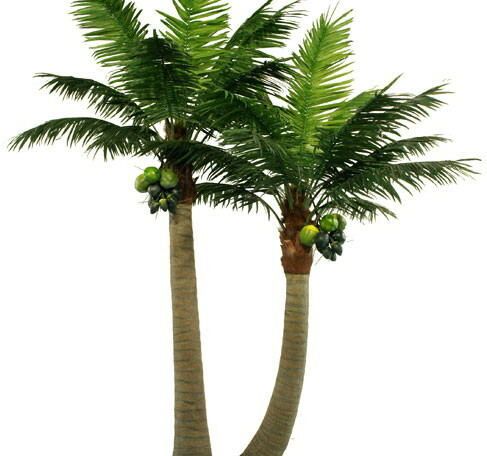 Coconut Tree - Chenangi