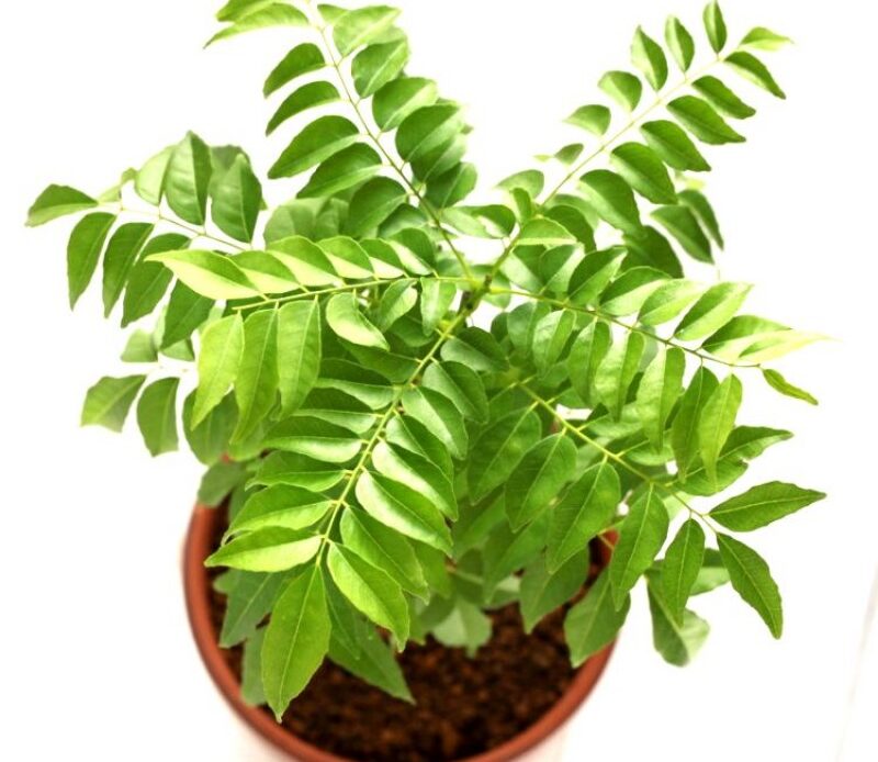 Curry Leaves Tree