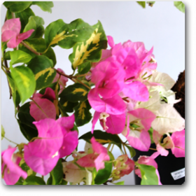 Bougainvillea Variegated (Pink and Whit