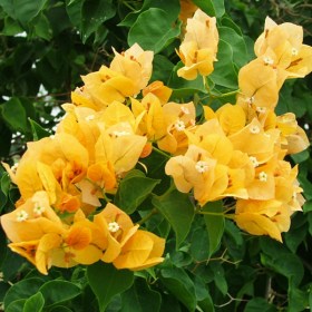 Bougainvillea (Yellow) - Shrubs
