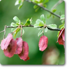 Combretum sp. - Plant
