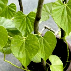 Giloy- Gulvel - Medicinal Plant
