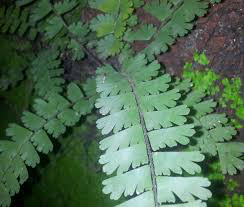 Adiantum caudatum�