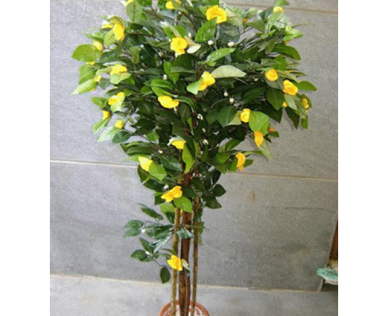 Yellow Camellia Topiary Plant