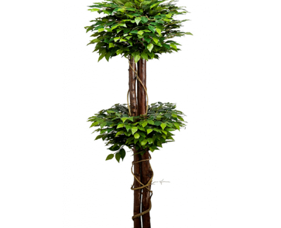 Varigated Ficus Topiary Plant