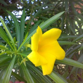 Cascabela Thevetia- Yellow Oleander- Bitti