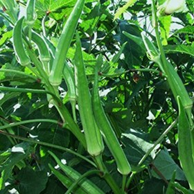 Okra pusa sawni