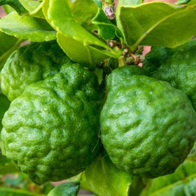 Idlimbu- Sour orange- Citrus aurantium