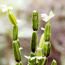 Cissus Quadrangularis- Hadjod - Medicinal Plant