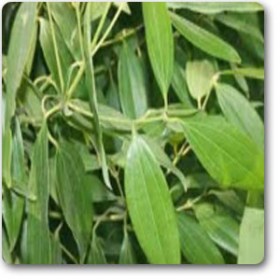 True Cinnamon- Bay Leaf- Tamala Patram�