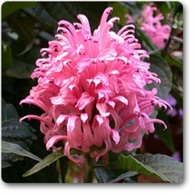 Brazilian plume (Pink)�