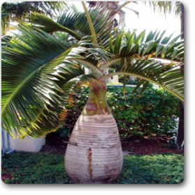 Bottle Palm with Trunk
