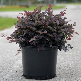 Loropetalum- Chinese Fringe Bush
