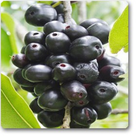 Syzygium Cumini- Jamun�