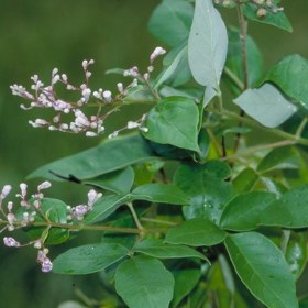 Vitex trifolia- Nirgundi� - Medicinal Plant