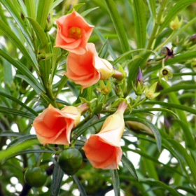 Cascabela Thevetia- Bitti (Peach)