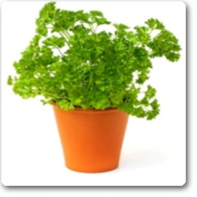 Petroselinum Crispum