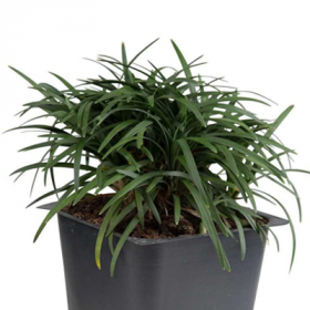 Dwarf Monkey Grass- Ophiopogon Japonicus Kyoto Dwarf - Ground Cover