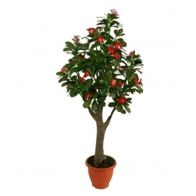 Artificial Pride of Japanese Plant�