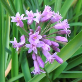 Tulbaghia Fragrans- Sweet Garlic� - Medicinal Plant