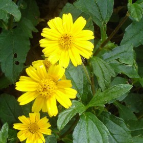 Wedelia- Sphagneticola Trilobata - Ground Cover