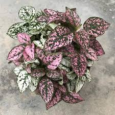 Dot Plant