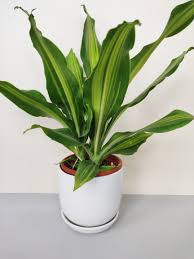 Dracena Darasingh