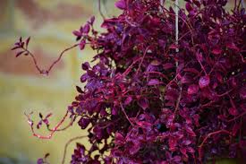 Duranta Red Edge